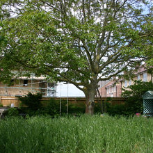 Steventon garden.