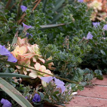 Kiwi and Ground Morning Glory creep to the wall's edge