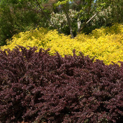 Crimson Pygmy Dwarf Japanese Barberry - Plants