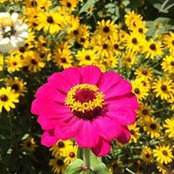 Selina Jarvis Brown's photo