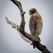 Sara Cole's photo