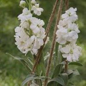 Mindy Nungester's photo