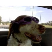 Tracy Hansen's photo