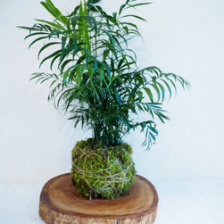 Palm Kokedama on Wood Slice - Plants