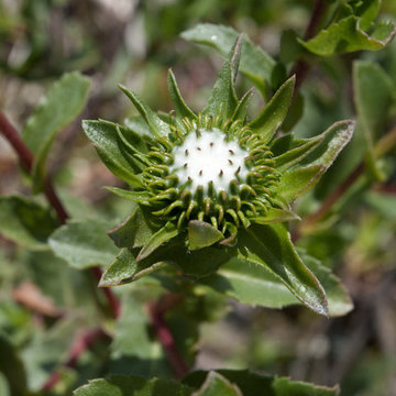 Grindelia Hirsutula