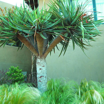 Island Style Tropical
