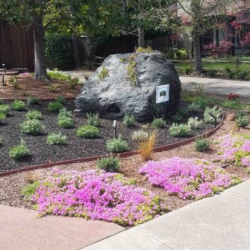 Deer Resistant Beauty