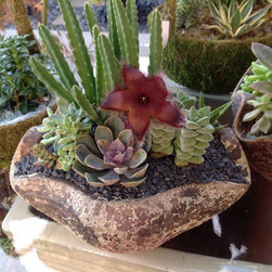 Succulent arrangements - Products