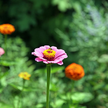 Zinnia