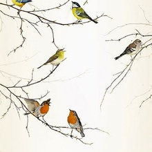 birds