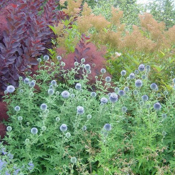 Echinops