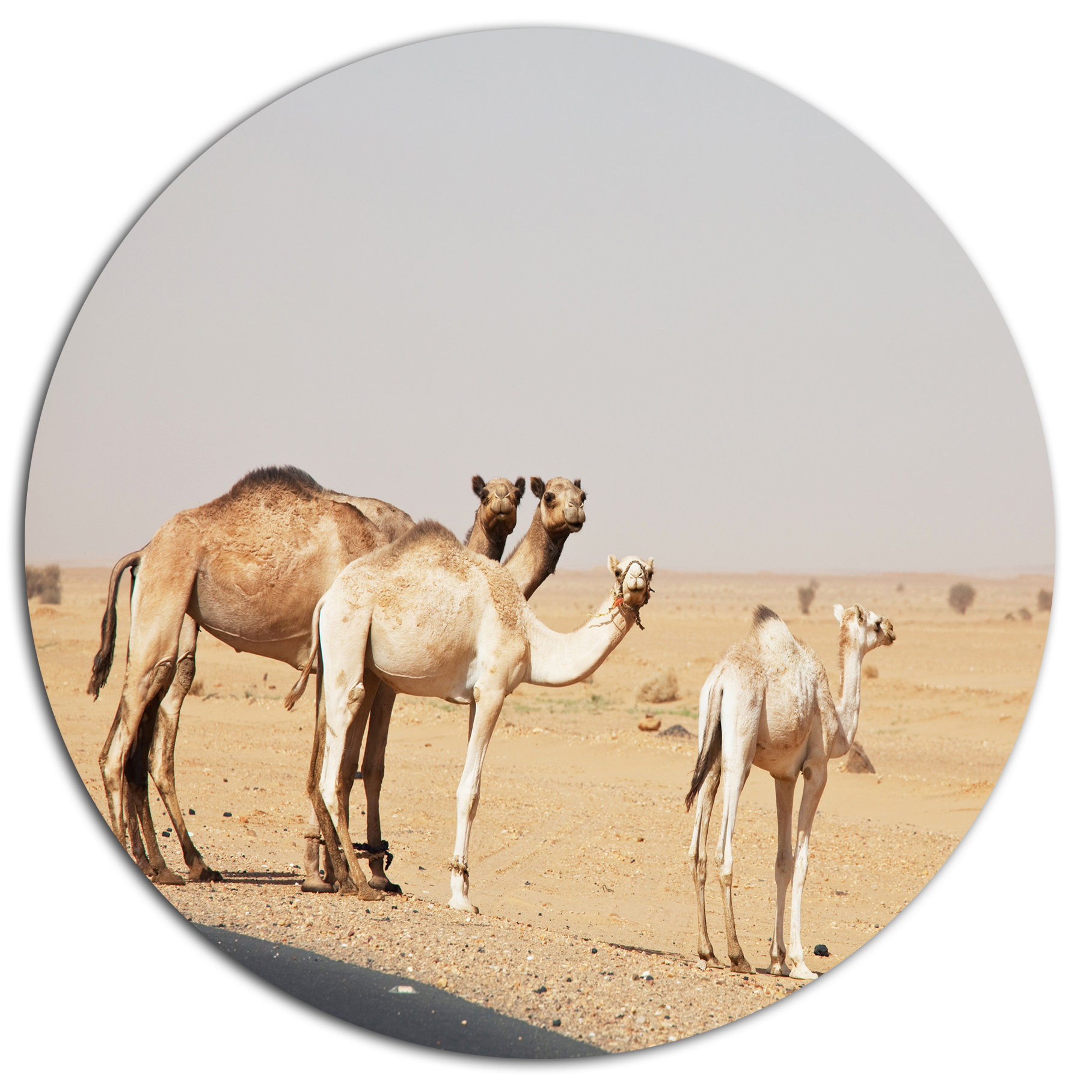 Camels In Sunny Sahara Desert, Animal Round Wall Art, Disc of 36 inch ...