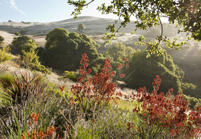 Contemporary Landscape by Arterra Landscape Architects