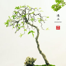 Bougie Dance Bonsai