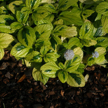 Plantings