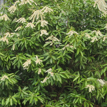 Pieris
