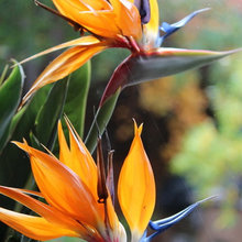 flowers/planting