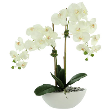 White orchids in a ceramic pot