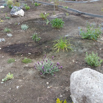 Edible Front Yard