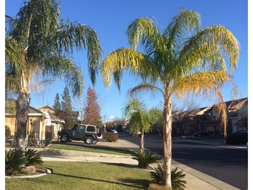 palm tree branches turning yellow