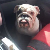 Chris Goebel's photo