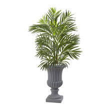 patio plants
