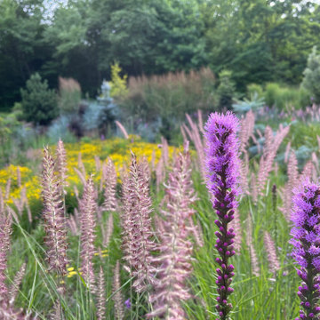 Front meadow, 7/21.