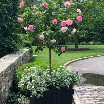 Container Gardens with Roses