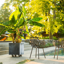Garden Tree Ideas