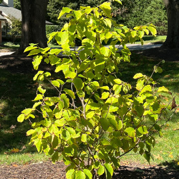 Native Plant Transformation of a HOA restricted landscape
