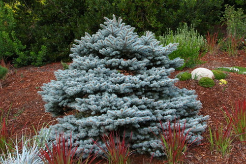 Picea pungens 'R.H. Montgomery'???