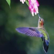 Donna Culbertson's photo