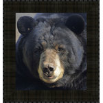 Tangletown Fine Art - "Gentle Stare Black Bear" Framed Wall Art, Ready to Hang - Landscape art is perfect for any office home decor. This fine art print will enhance any room in which it is hung.