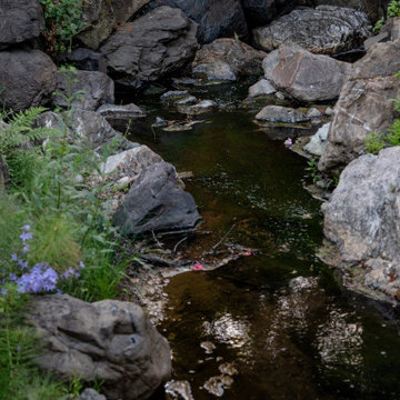 Creekside Restoration: Close-Up of Creek Edge with Native Plants and Purple Bloo