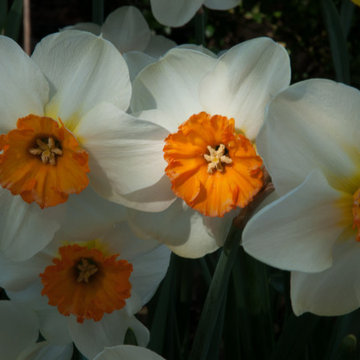 Early Spring Perennials & Bulbs for Connecticut Gardens
