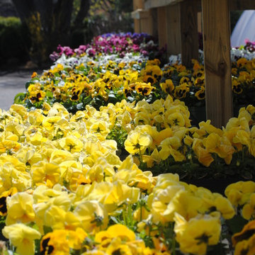 Annuals, Perennials and Tropicals.