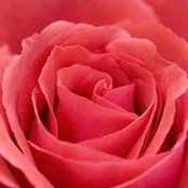 AnnMarie Traina's photo