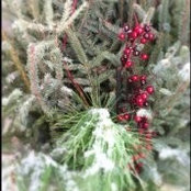 Melissa Davis's photo