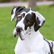 Angela Fox's photo