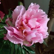 C.w. Chen's photo