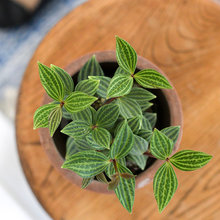 Indoor plant