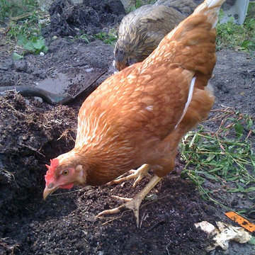 City Chicken Coop