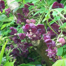Vines