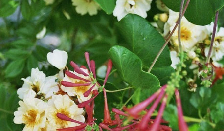 Guida alle Piante e ai Fiori di Luglio