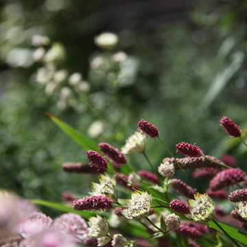Highgate Garden