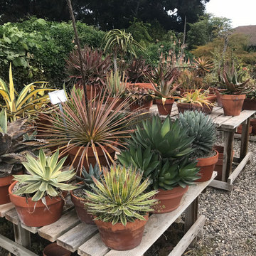 Local Nurseries