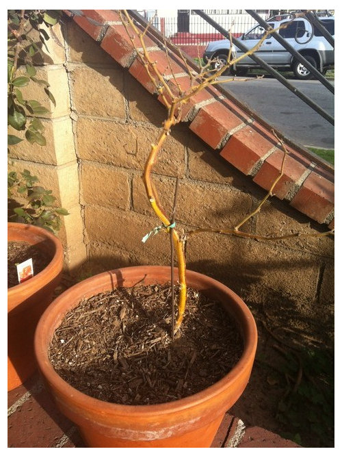 Ghost Pepper Plant Is Turning Brown