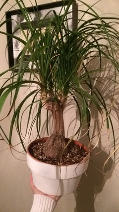 Ponytail Palm brown leaves | Houzz Forum