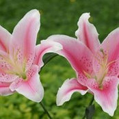 Erin Khattar's photo