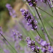 Vera Vidon's photo